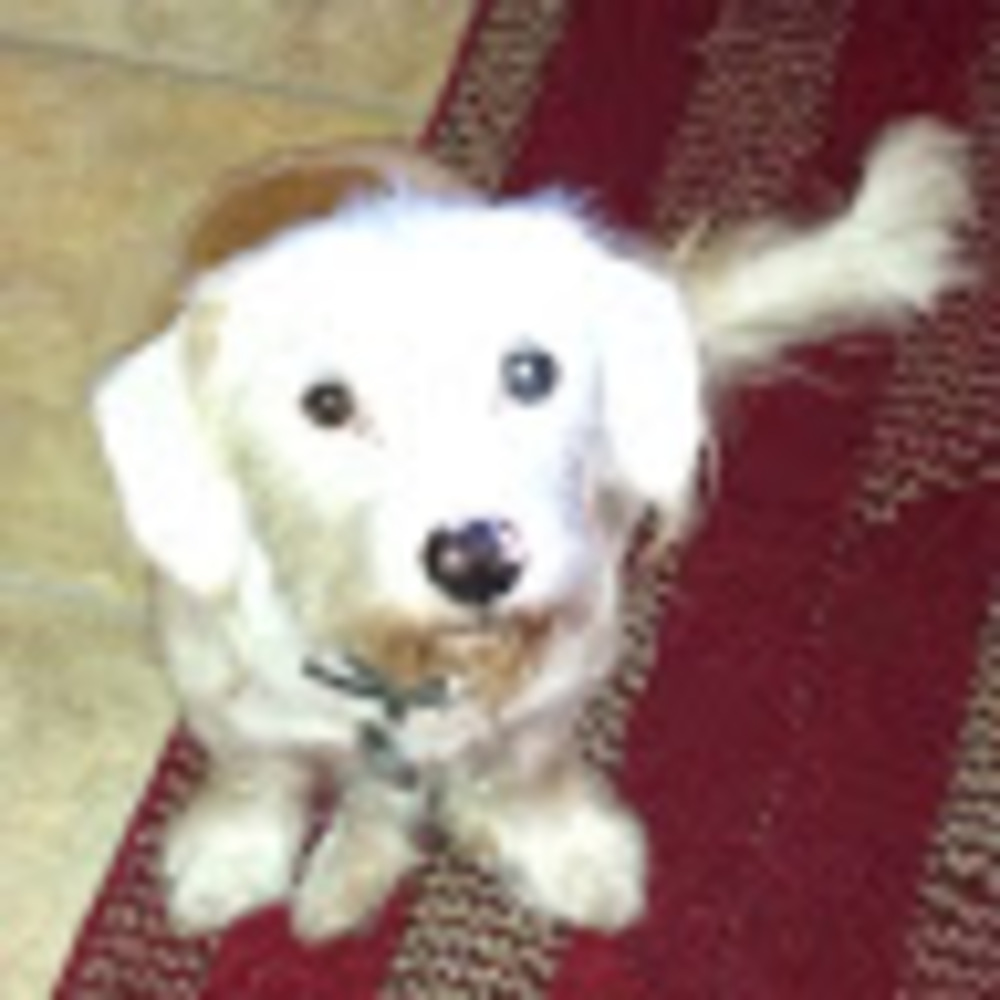 Meet your Posher, Pam